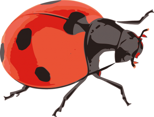 ladybug red insect