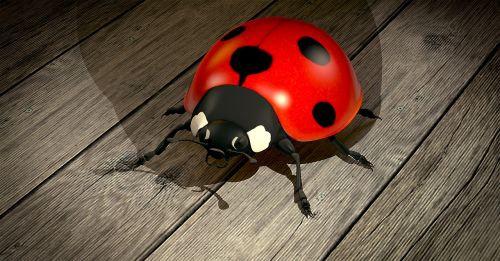 ladybug beetle lucky charm