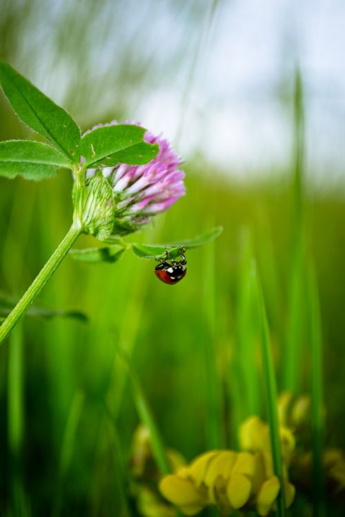 ladybug grass clover