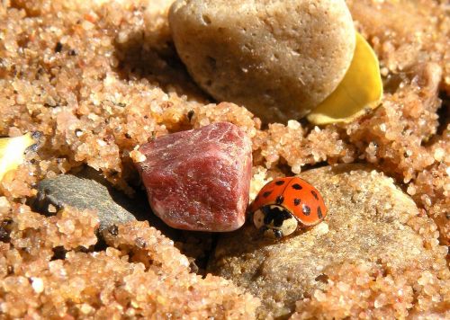ladybug close up macro