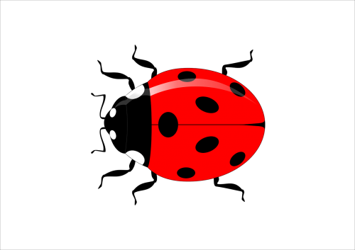 ladybug insect vector