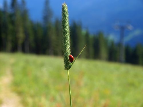 ladybug lady beetle insect