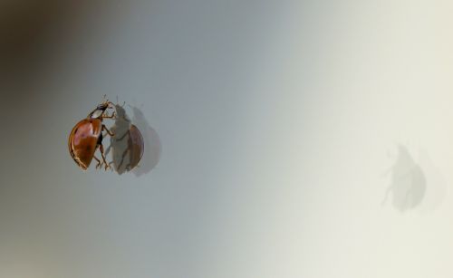 ladybug beetle reflection