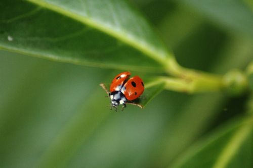 ladybug coccinellidae beetle