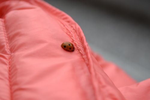 ladybug jacket detail