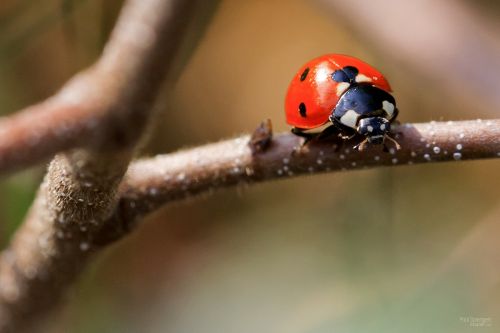 ladybug macro bug