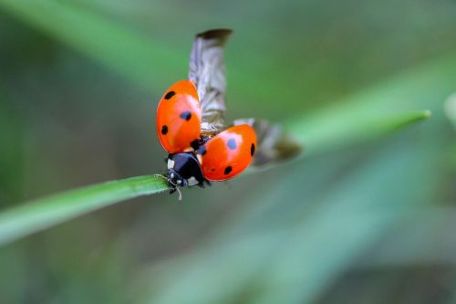ladybug beetle nature
