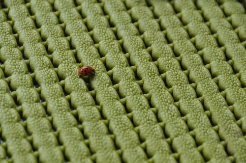 ladybug green pad