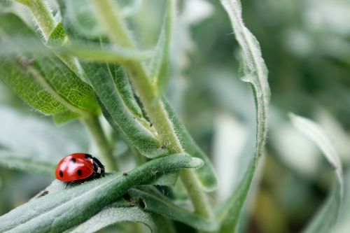 ladybug polka dots grass