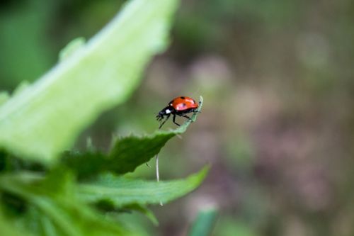 ladybug nature spring