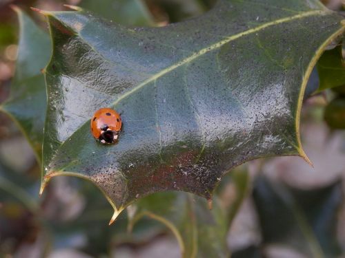 ladybug holly leaf