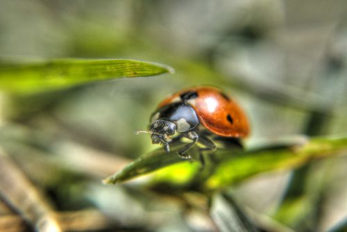 ladybug insect grass