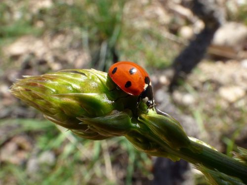 ladybug asparagus detail