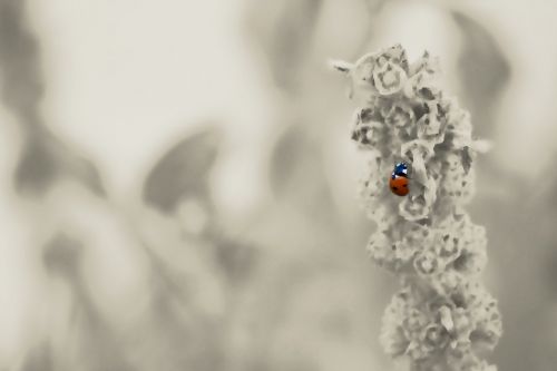 ladybug garden insect
