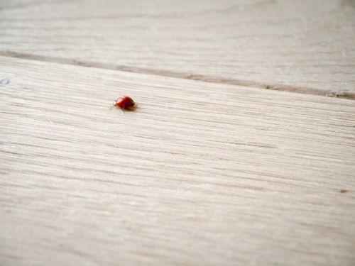 ladybug wood ground