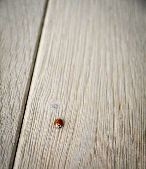 ladybug wood ground