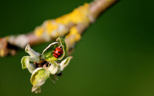 ladybug leaf buds branch