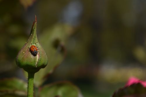 ladybug nature insect