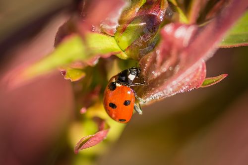 ladybug macro nature