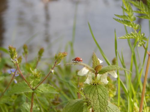 ladybug nature insect