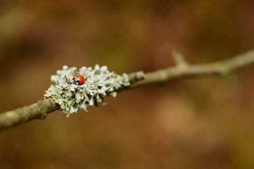ladybug macro photo