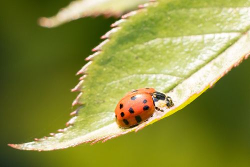 ladybug insect lucky charm