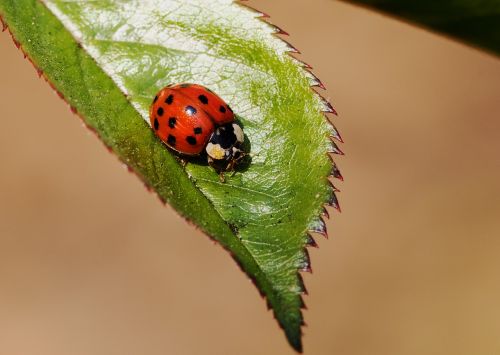 ladybug insect nature