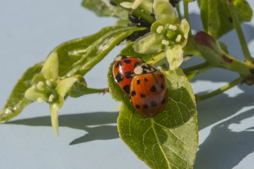 ladybug lucky charm pairing