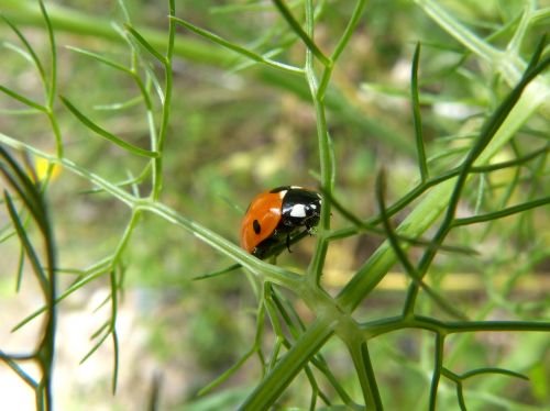 ladybug insect fennel