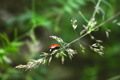 ladybug beetle macro