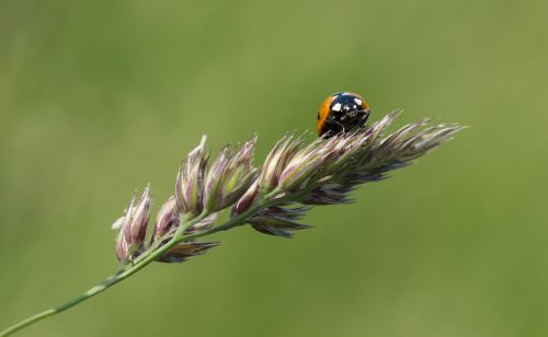 ladybug branch blossom