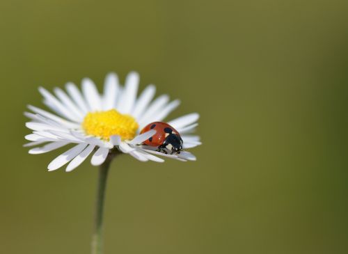 ladybug nature insects