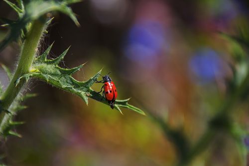 ladybug insect nature