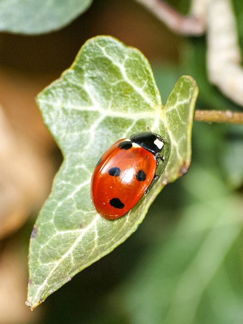 ladybug beetle insect