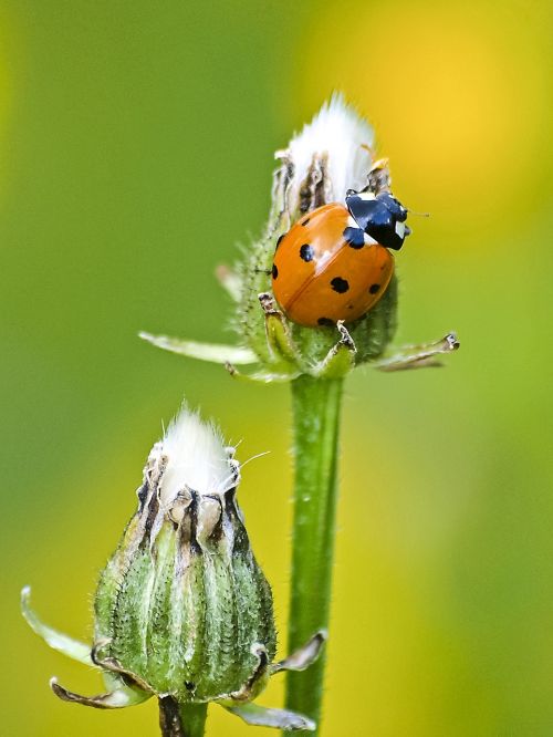 ladybug beetle insect