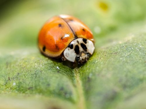 ladybug beetle insect