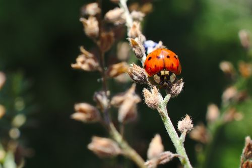 ladybug bug wildlife