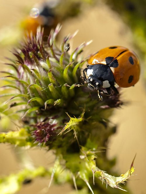 ladybug beetle insect