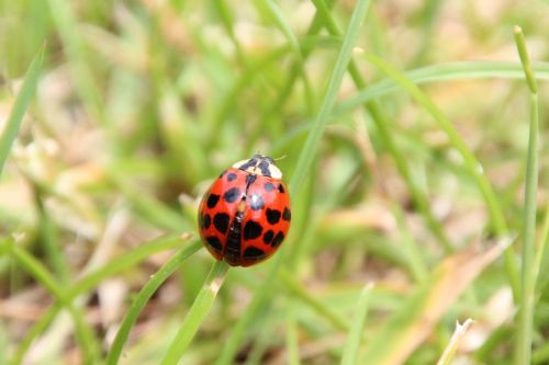 ladybug grass red