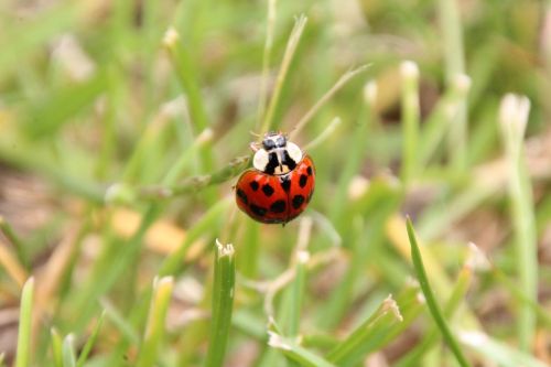 ladybug grass red