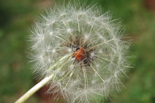 ladybug dandelion insect