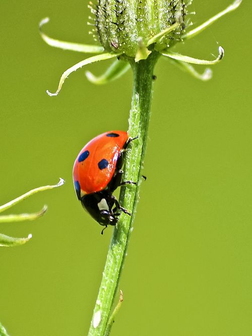 ladybug beetle insect