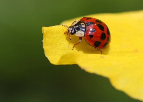 ladybug beetle blossom