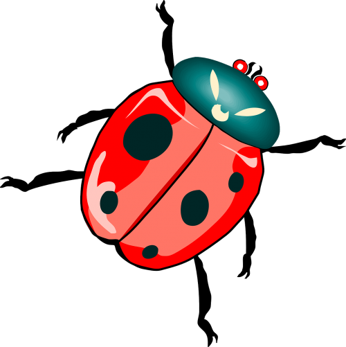 ladybug ladybird insect
