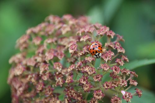 ladybug points lucky charm
