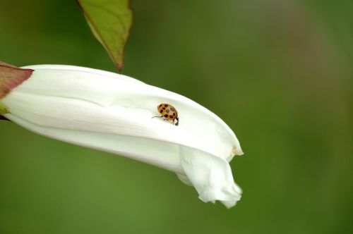 ladybug blossom nature