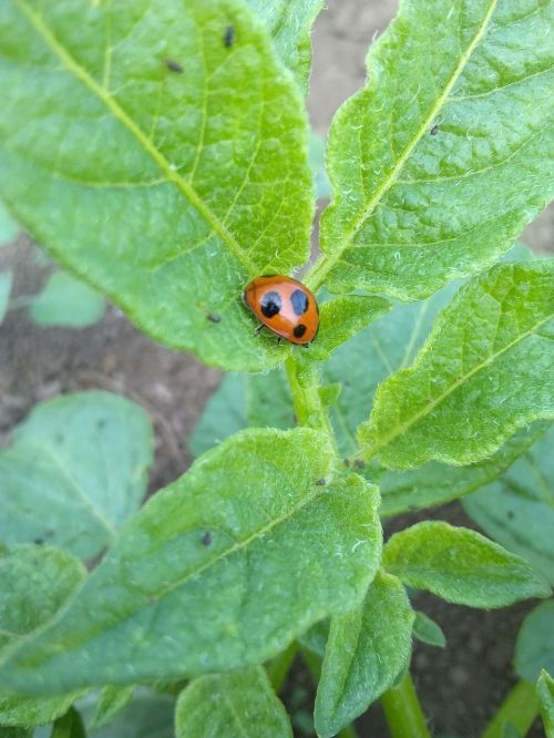 ladybug field green
