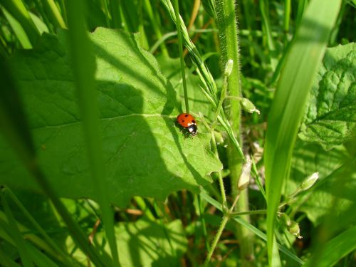 ladybug beetle nature