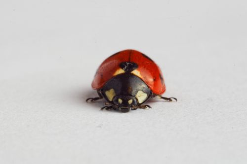 ladybug ladybird insect