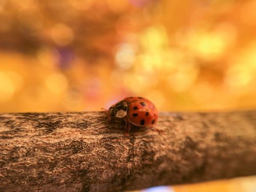 ladybug ladybird insect